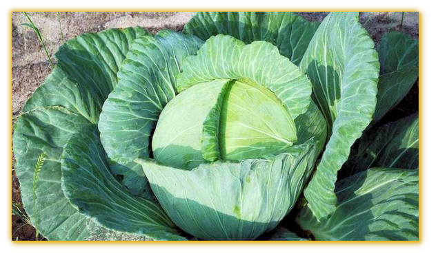 Cabbage Tropic Giant F1 Hybrid