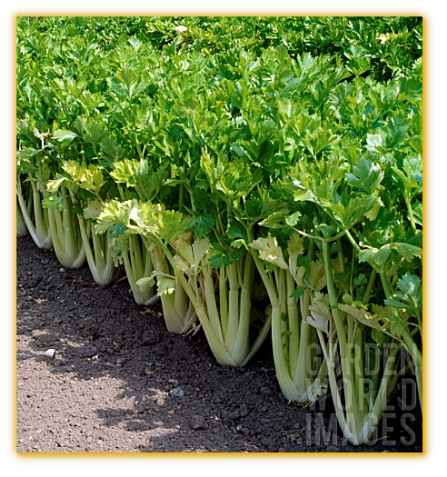 Celery Golden Self Blanching