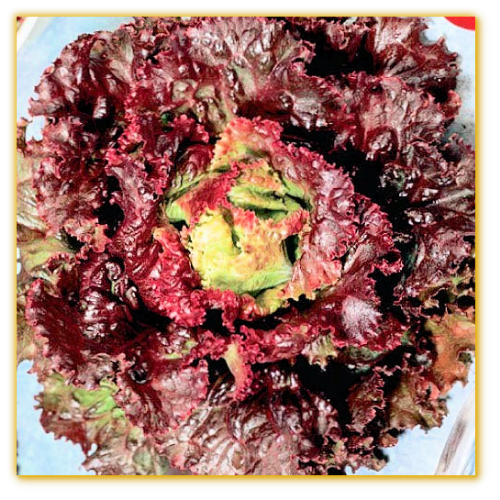 Lettuce Red Sails