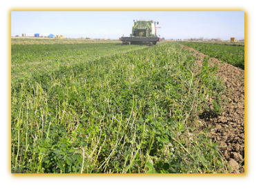 Alfalfa GVS Super 9532 vegetable seed