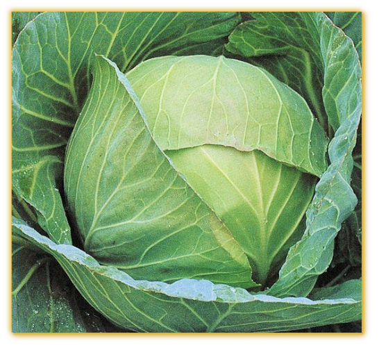 Cabbage Brunswick