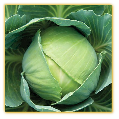 Cabbage Early Round Dutch