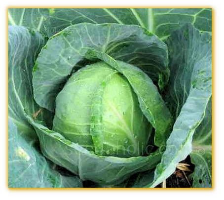 Cabbage Golden Acre