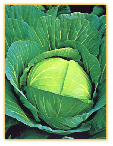 Cabbage Tropic Special F-1 Hybrid
