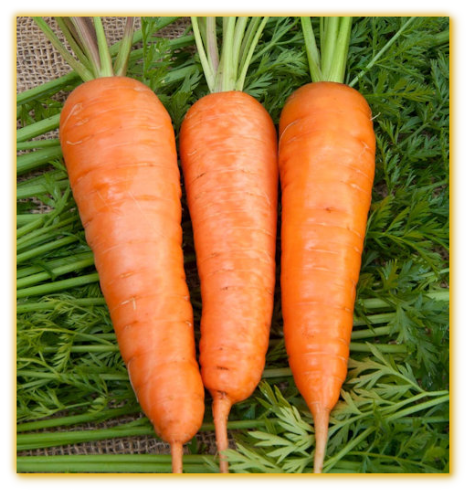 Carrot  Chantenay Royal