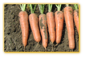 Carrot Chantenay F1  Hybrid