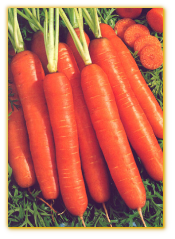 Carrot GVS #10014 F1 Hybrid