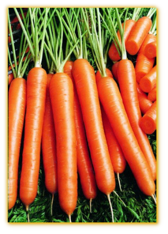 Carrot Nancy F1 Hybrid