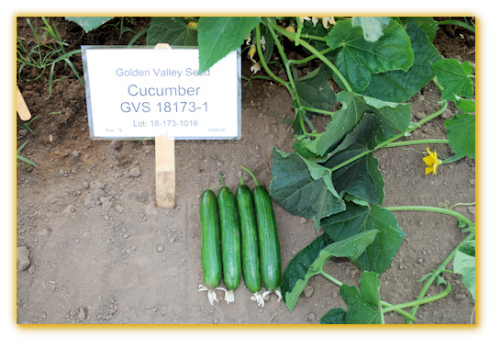 Cucumber GVS 18173 F1 Hybrid