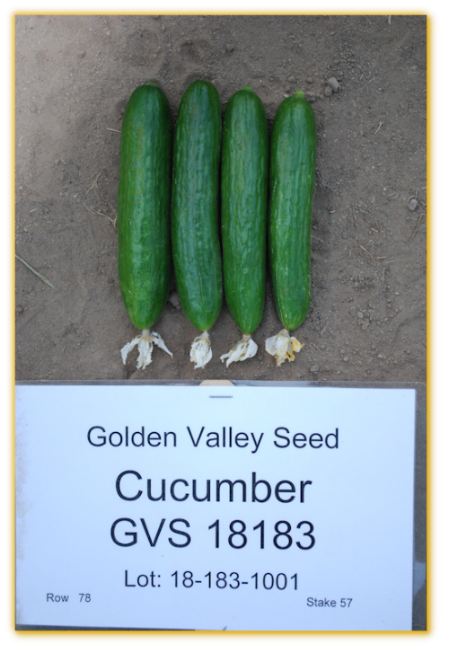 Cucumber GVS 18183 F1 Hybrid