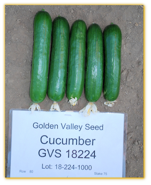 Cucumber GVS 18224 F1 Hybrid