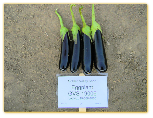 Eggplant GVS 19006 F1 Hybrid