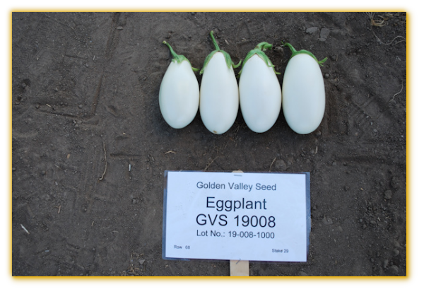 Eggplant GVS 19008 F1 Hybrid