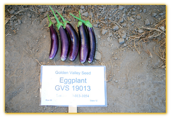 Eggplant GVS 19013 F1 Hybrid