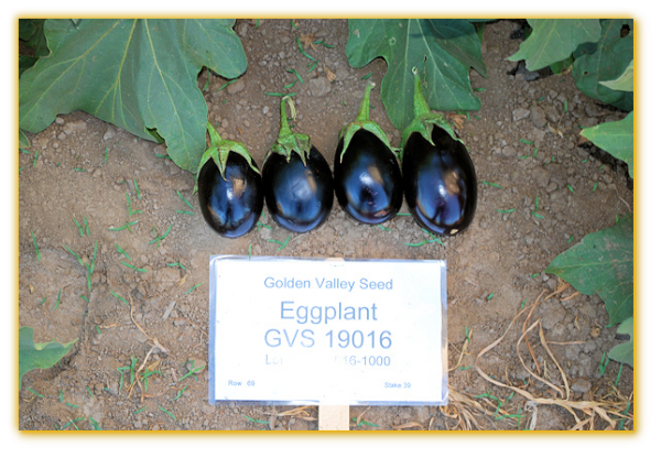 Eggplant GVS 19016 F1 Hybrid