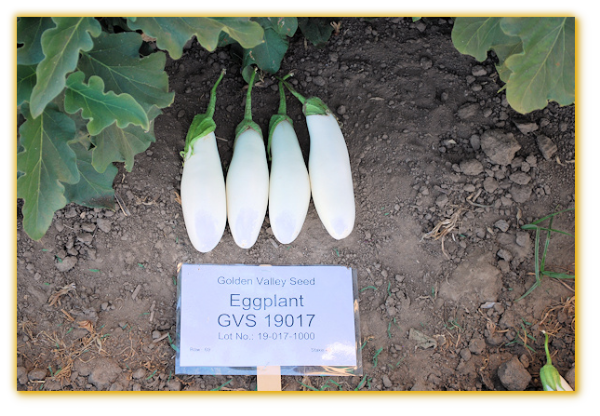 Eggplant GVS 19017 F1 Hybrid