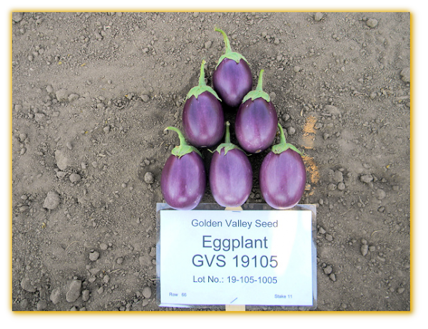 Eggplant GVS 19105 F1 Hybrid