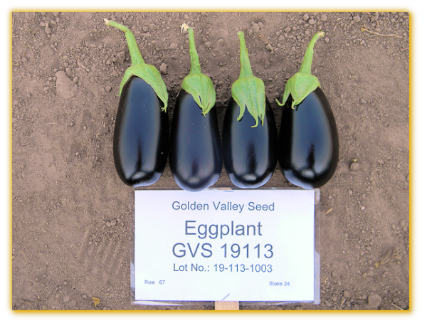 Eggplant GVS 19113 F1 Hybrid.