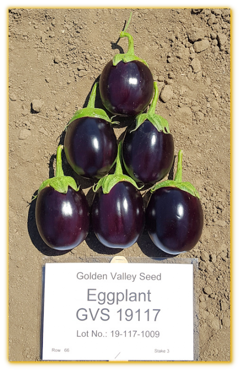 Eggplant GVS 19117 F1 Hybrid