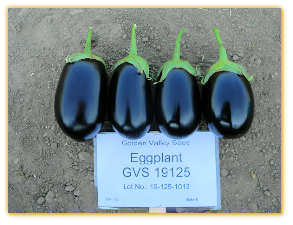 Eggplant GVS 19125 F1 Hybrid.
