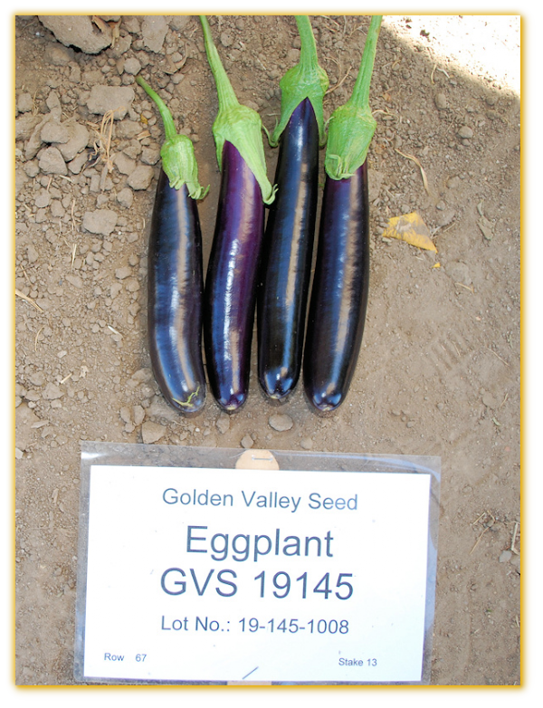 Eggplant GVS 19145 F1 Hybrid