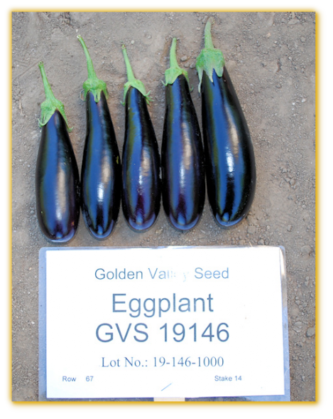 Eggplant GVS 19146 F1 Hybrid