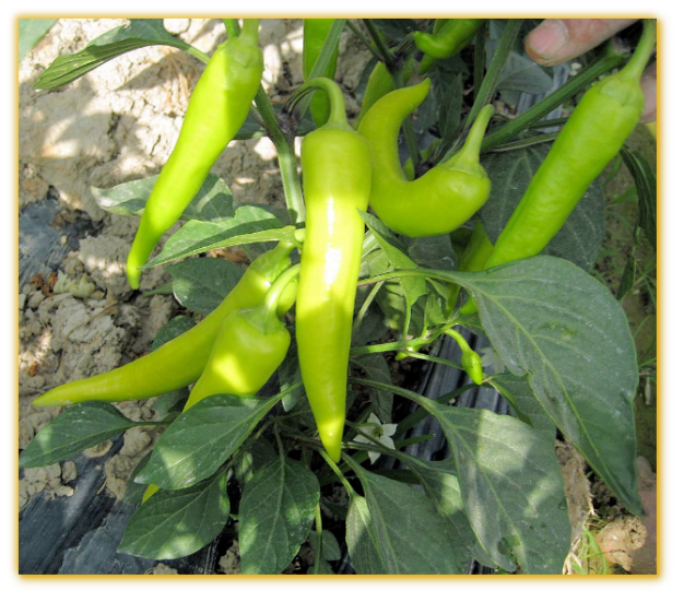 Hot Pepper GVS 42046 F1 Hungarian Yellow Hotwax