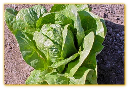 Lettuce Desert Frontier