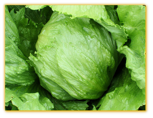 Lettuce GVS 29102