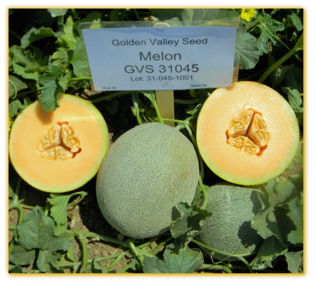 Melon GVS 31045 F1 Hybrid