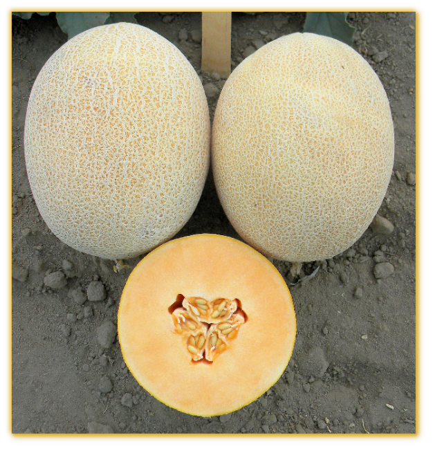 Melon GVS 31771 F1 Hybrid - Golden Valley Seed - Vegetable Seeds Worldwide