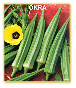 Okra Lady_s Finger F1 Hybrid