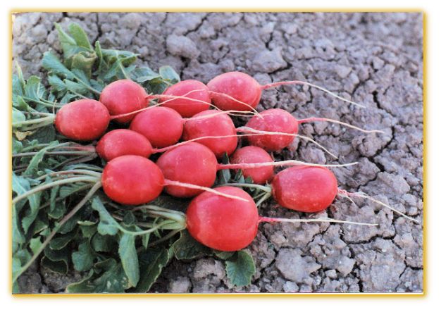 Radish Cherry Belle