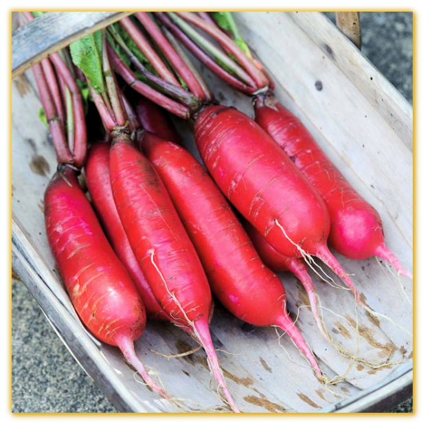 Radish China Rose