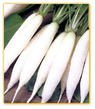 Radish Long Horn