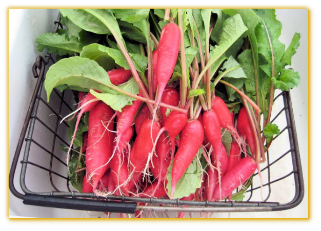 Radish Mexican Bartender - Golden Valley Seed - Vegetable Seeds Worldwide