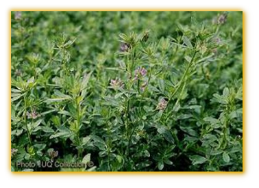 Sequel (Medicago sativa) vegetable seed