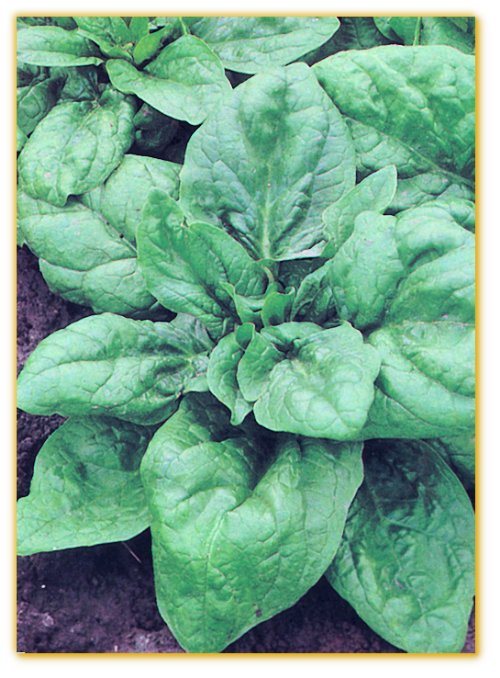 Spinach  Giant Nobel F1