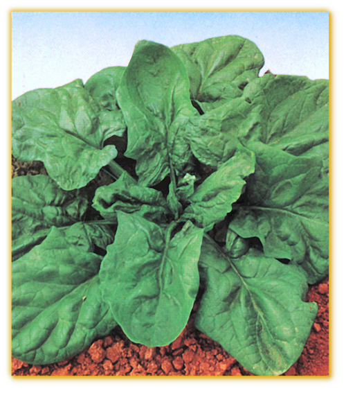 Spinach Hybrid no 7