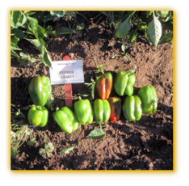 Sweet Pepper GVS 43761 F1 Hybrid