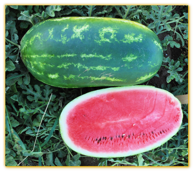 Watermelon GVS 53002 F1 Hybrid