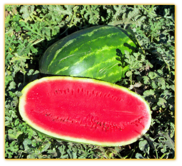 Watermelon GVS 53068 F1 Hybrid