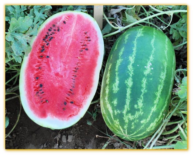 Watermelon GVS 53075 F1 hybrid