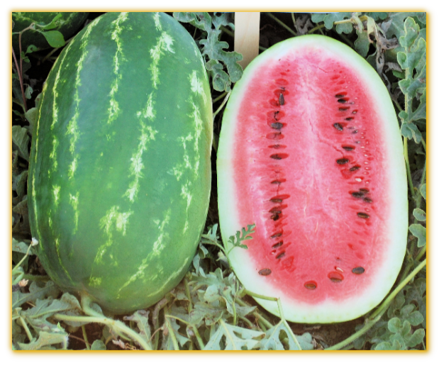 Watermelon GVS 53083 F1 Hybrid