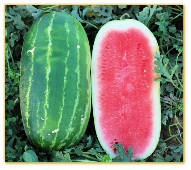 Watermelon GVS 53130 F1 Hybrid