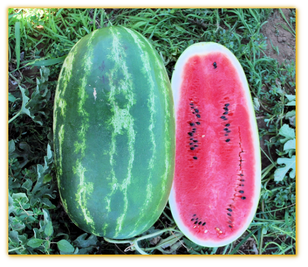 Watermelon GVS 53152 F1 Hybrid
