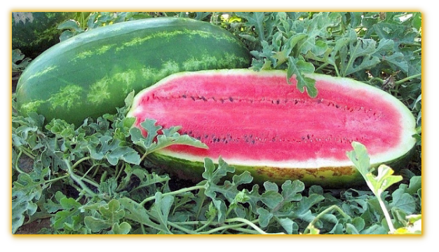 Watermelon GVS 53156 F1 Hybrid