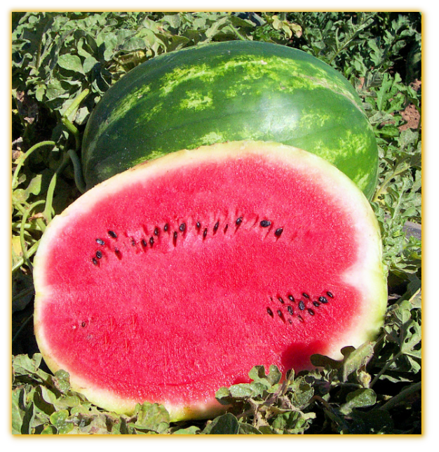 Watermelon GVS 53168 F1 Hybrid