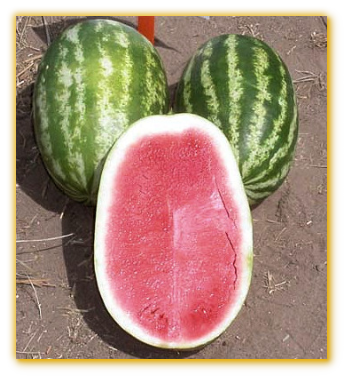 Watermelon GVS 53169 F1 Hybrid