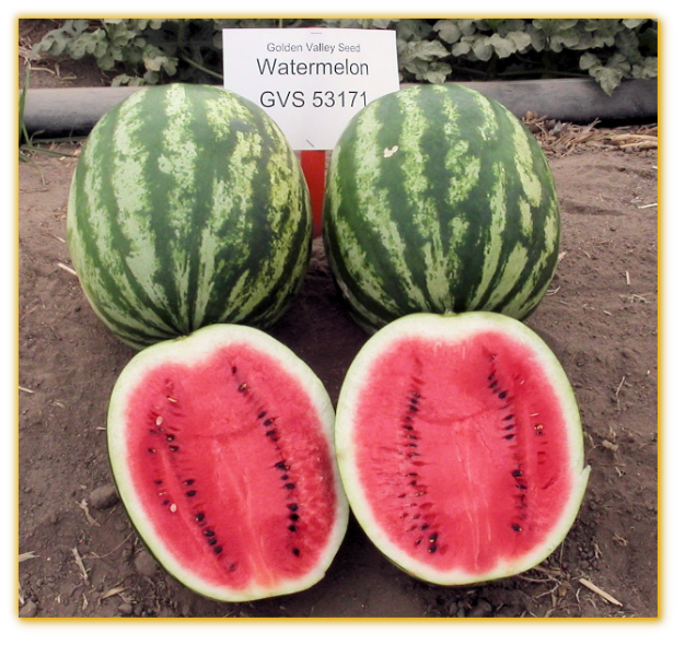 Watermelon GVS 53171 F1 Hybrid